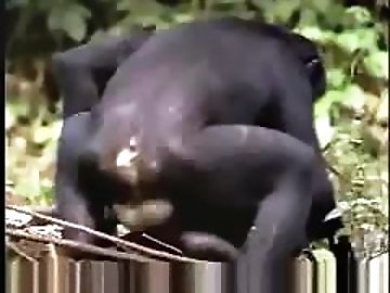 Masturbating zoo